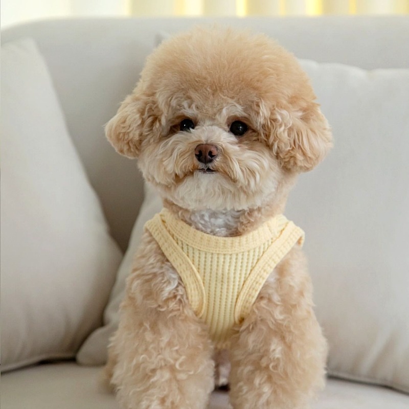 Yellow Waffle Pet Clothes Summ - Soft Summer Yellow Clothing ulasan dan harga